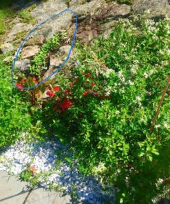 Seed Needs, Swamp Milkweed Seed Packet Collection (2 Varieties of Asclepias for Planting and Attracting Monarch Butterflies) Heirloom, Untreated & Open Pollinated 33 81zVdFlyP2L