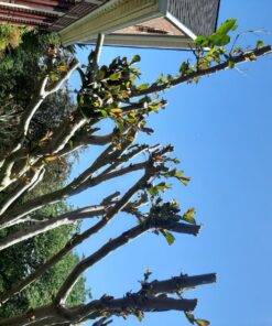 Jobe’s, 01660, Fertilizer Spikes, Tree & Shrubs, Includes 15 Spikes, 12 ounces, Brown 50 81zVptOQ80L