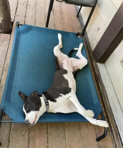 Coolaroo Gale Pacific The Original Cooling Elevated Dog Bed, Indoor and Outdoor, Large, Brunswick Green, 51.00" x 31.50" x 8.00" 51.0"L x 31.5"W x 8.0"Th 40 81zXtti97JL