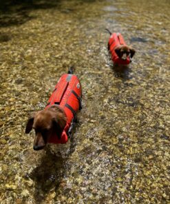 Outward Hound Granby Splash Orange Dog Life Jacket, Small Granby (Flotation) Small (Chest Girth: 16"-20") 40 81zY7eKAv L