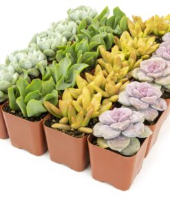 Succulents Plants Live (20PK) Potted Succulent Plants Live House Plants, Cactus Plants Live Plants Indoor Plants Live Houseplants, Indoor Plant Succulents Live Plant House Plant by Plants for Pets 20-PACK 45 81zZwQADQvL