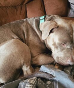 Wild Alaskan Salmon Oil for Dogs & Cats - Omega 3 Skin & Coat Support - Liquid Food Supplement for Pets - Natural EPA + DHA Fatty Acids for Joint Function, Immune & Heart Health, 32 Fl Oz 32 Fl Oz (Pack of 1) 34 81zclNdSXJL