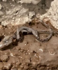 Flex Seal, 14 oz, 2-Pack, Clear, Stop Leaks Instantly, Transparent Waterproof Rubber Spray On Sealant Coating, Perfect for Gutters, Wood, RV, Campers, Roof Repair, Skylights, Windows, and More 40 81zi09oxlRL