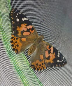 Painted Lady Butterfly Kit - Habitat, STEM Journal, & Voucher for Chrysalis Log & Caterpillars - Grow Your Own Butterfly Kit 47 81zolR2gNL