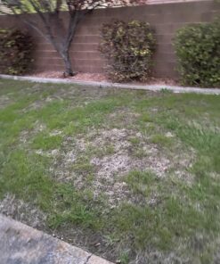 Scotts Turf Builder Grass Seed Quick Fix Mix Fast Growing Turf for a Temporary Lawn, 3 lbs. 3 lb. 55 81zp1LUotML