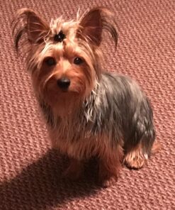 Best Bully Sticks 12 Inch All-Natural Odor Free Bully Sticks for Dogs - 12” Fully Digestible, 100% Grass-Fed Beef, Grain and Rawhide Free | 12 Pack 12" (12 Pack) 36 81zpwjPJPdL