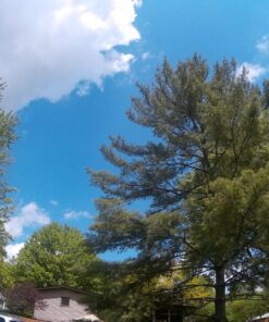 ZOOKKI Action Camera Accessories Kit for GoPro Hero 12 11 10 9 8 7 6 5 4 3 Black Sliver Session Fusion Max- Accessory Package for AKASO APEMAN SJCAM DBPOWER Insta360 Xiaomi Yi DJI Osmo and More GP-9 49 81zsqEgqoL