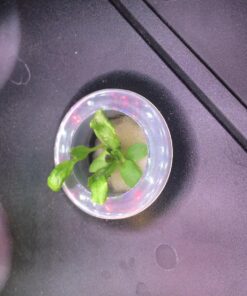 Organic Lettuce Seeds, APPR. 1,100, Lettuce Blend, Heirloom Vegetable Seeds, Certified Organic, Non GMO, Non Hybrid, USA 37 81zxN YCYaL