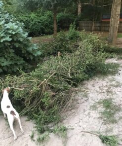 Fiskars 32" PowerGear2 Steel Blade Garden Bypass Lopper and Tree Trimmer - Sharp Precision-Ground Steel Blade Tree Cutter Blade for Branches up to 2" Diameter 32 in 34 81zyH0cRpgL