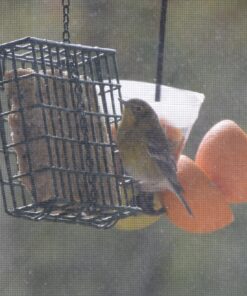 Wildlife Sciences High Energy Suet Cake 10 Pack 41 81zyvtNEKPL