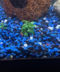 Staurogyne Repens Tissue Cultured - Foreground Aquarium Plant 60 91 64WhnWIL