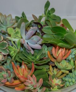 FATPLANTS 10 Living Succulent Cuttings 43 91 B4EfvA8L
