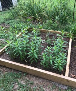 Seed Needs, Pink Swamp Milkweed Seeds for Planting (Asclepias incarnata) Heirloom, Open Pollinated & Untreated, Attracts Monarch Butterflies (2 Packs) 2 Packs (200 Seeds) 37 91 KiXLAuL 1