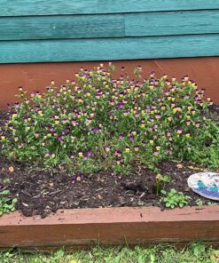 Outsidepride Viola Johnny Jump Up Wild Flowers & Ground Cover Plants - 5000 Seeds 46 91 MXfCxWJL