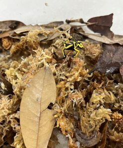 Josh's Frogs Producing Wingless Drosophila Melanogaster Fruit Fly Culture 19 91 Qo5Yie3L