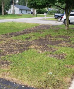 Scotts Turf Builder Grass Seed Sun & Shade Mix, Grows in Extreme Conditions & Spreads for a Durable Lawn, 7 lbs. 1 Pack 7 lb. 66 91 ZoozsYDL 1