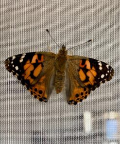 Insect Lore 5 Live Caterpillars Cup of Caterpillars Butterfly Kit Refill - Plus Butterfly Life Cycle Stages Toy Figurines - Shipped Now 77 91 andpr3jL