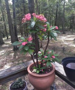 Humboldts Secret Flower Stacker – Best Flowering Formula for Bigger Harvests - Flowering Plant Food - Nutrient System for Potting Soil for Indoor Plants & Outdoor Plants - 1 Quart 32 Ounce 32 91 kmyNsyUL 1