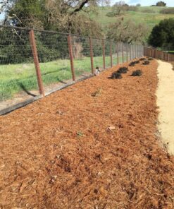 Orange California Poppy Seeds, Bulk Pack of 8 Oz, 150,000+ Seeds by Seeds2Go 28 91 oTWMqLlL