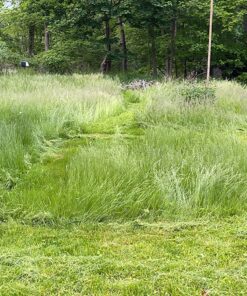 Greenworks 40V 21" Brushless Cordless (Push) Lawn Mower (75+ Compatible Tools), 5.0Ah Battery and Charger Included 21" Mower (5.0Ah) 52 91 xk6rcZWL