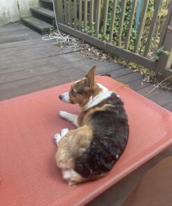 Coolaroo The Original Cooling Elevated Dog Bed, Indoor and Outdoor, Large, Terracotta 51.0"L x 31.5"W x 8.0"Th 32 9106AvcolL