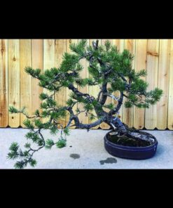 Dyna-Gro BON-008 8 oz Bonsai-Pro Liquid Plant Food, Yellow 31 910AUDGxWCL