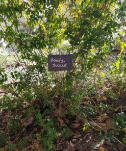 GardenMate 10-Pack Natural Style Slate Plant Labels (4"x 2 3/4") Hanging from a Stainless Steel Metal Rod (22") 10-Pack 4"x 2 3/4" Labels with 22" Metal Rod 30 910H6CdHTKL