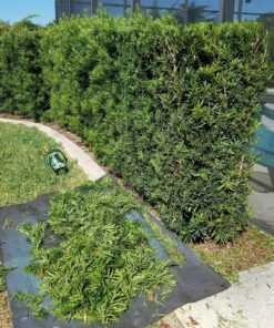 EGO Power+ HT2400 24-Inch 56-Volt Lithium-ion Cordless Hedge Trimmer - Battery and Charger Not Included Green 24in Trimmer NO BATTERY/CHARGER 24 910mRpk575L