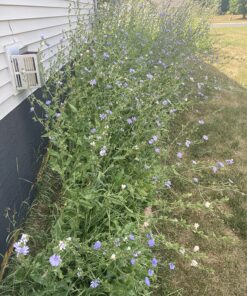 90,000 Wildflower Seeds - 3oz Pure Wild Flower Seed Pack - 25 Variety - Perennial Flower Seeds for Attracting Birds & Butterflies - Open Pollinated, Flower Garden Seeds for Planting Outdoors Perennial (3oz) 45 910o88MyRL 2