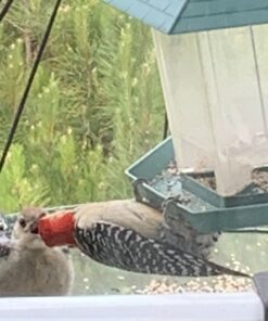 Kaytee Shelled Peanuts For Woodpeckers, Nuthatches, Jays, Towhees, Cardinals, Indigo Buntings & Other Wild Birds, 10 Pound 42 9110aRLfi6L 2