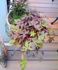 TeaDrops Organic All Purpose Plant Fertilizer – 16 Liquid Indoor House Plant Food Packets – Make up to 32 Gallons (Easy use in Watering Can & Containers, Ecofriendly) All Purpose Fertilizer 38 911ALOnjzL 1