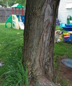 Swing-N-Slide Heavy Duty Green Swing Seat - 58" Vinyl Coated Chain Backyard Playground Swing for Replacement or Accessories 23 911Fv5P5keL