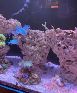 Chemi-Clean - 2 g 2g 44 911TQxIvEuL