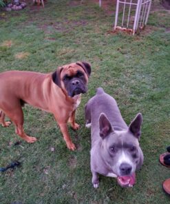 Hill's Grain Free Dog Treats, Soft-Baked Naturals with Beef & Sweet Potatoes, Soft Healthy Dog Snacks, 8 oz. Bag 36 911qXFa7bjL