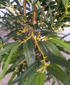 Nearly Natural 5179 5ft. Bambusa Bamboo Silk Tree, 60in. , Green 60 in 34 911vE9wiIWL