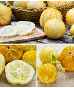 Seed Needs, Lemon Cucumber Seeds - 50 Heirloom Seeds for Planting Cucumis sativus - Fresh Yellow Fruits to Slice and Snack, Non-GMO & Untreated (1 Pack) 1 Pack (50 Seeds) 10 911wko o3HL