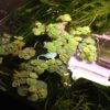 6 Red Root Floater (Phyllanthus Fluitans), Live Aquarium/Aquatic/Floating/ Pond/Beginner Plant, Aquascaping,planted tank ... by G'z