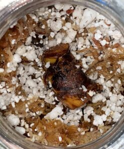 Plant Revolution PRPSGW01 Premium White Mycorrhizae, 1 oz, 1 Ounce, Gray 37 912ECVhLBFL