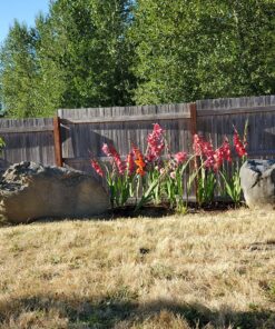 Jack's Classic Blossom Booster 10-30-20 Water Soluble Plant Food for Flowering Plants, 1.5lb 1.5 Pounds 28 912GgH6RL3L