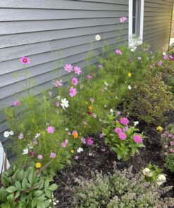 Cosmos Seeds Wildflower Mixture - Bulk Quarter Pound Bag - Over 20,000 Seeds - Pink, Yellow, Orange, Red, Purple and White Mixed Species! 1/4 Pound Bag 29 912LT4VjfDL