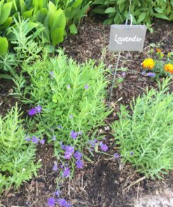 GardenMate 10-Pack Natural Style Slate Plant Labels (4"x 2 3/4") Hanging from a Stainless Steel Metal Rod (22") 10-Pack 4"x 2 3/4" Labels with 22" Metal Rod 27 912ZvOK7mPL