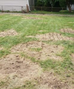 Scotts Turf Builder Grass Seed Sun & Shade Mix, Grows in Extreme Conditions & Spreads for a Durable Lawn, 7 lbs. 1 Pack 7 lb. 67 912eGYdjHCL 1