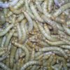 Live Mealworms (1")