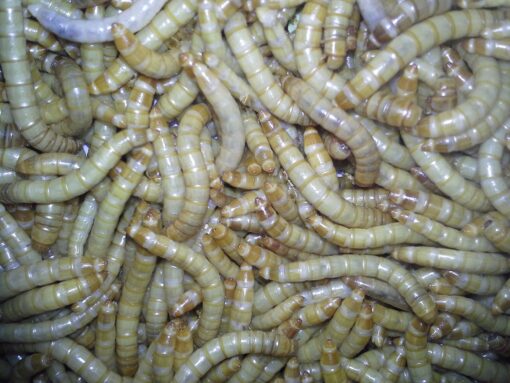 Live Mealworms (1")