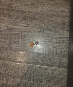 TERRO Liquid Ant Killer ll T200, 2 oz 53 912tFCvBzrL