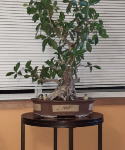 VIVOSUN 10"x 20.75" Seedling Heat Mat and Digital Thermostat Combo Set, UL & MET-Certified Warm Hydroponic Heating Pad for Germination, Indoor Gardening, Greenhouse 10"x20.75" 49 912xQpSfrLL