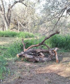 Greenworks 40V 16" Brushless Cordless Chainsaw (Great For Tree Felling, Limbing, Pruning, and Firewood / 75+ Compatible Tools), 4.0Ah Battery and Charger Included 16" (4.0Ah) Gen 1 57 913MDaEZjhL