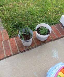 Miracle-Gro Moisture Control Potting Mix - Soil for Indoor & Outdoor Containers, Added Fertilizer Feeds Up to 6 Months, 8 qt. 8 qt. 37 913OWT3DnwL