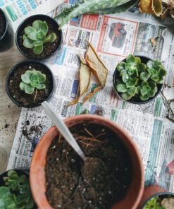 Shop Succulents Unique Succulent Plant Pack Collection - Live Mini Succulent Plants, Low Maintenance, Exceptional Colors & Textures - Wedding and Party Favors, Gift & Garden, Pack of 4 4-Pack Succulent Packs 27 913Y ZwpczL