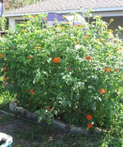 Outsidepride Tithonia Speciosa Red Mexican Sunflower Garden Cut Flowers - 1000 Seeds 52 914 Vgn19YL